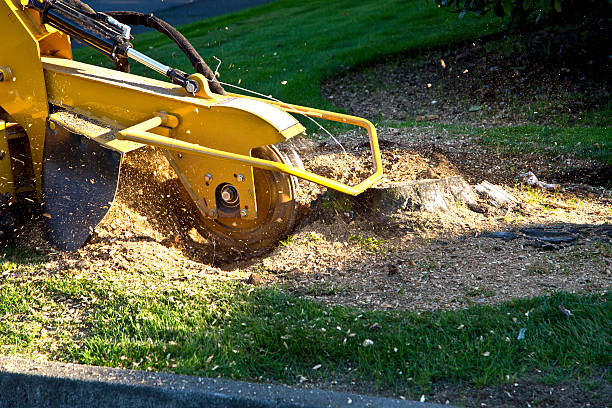 Best Tree Stump Removal  in Woonsocket, RI